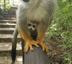 monkey jungle