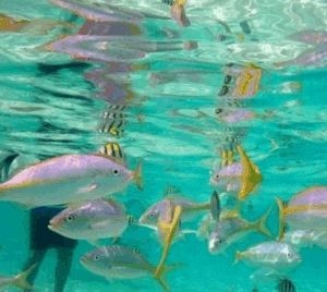snorkelen dominicaanse republiek
