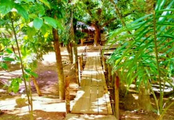 Jungle-eco-tour-brug